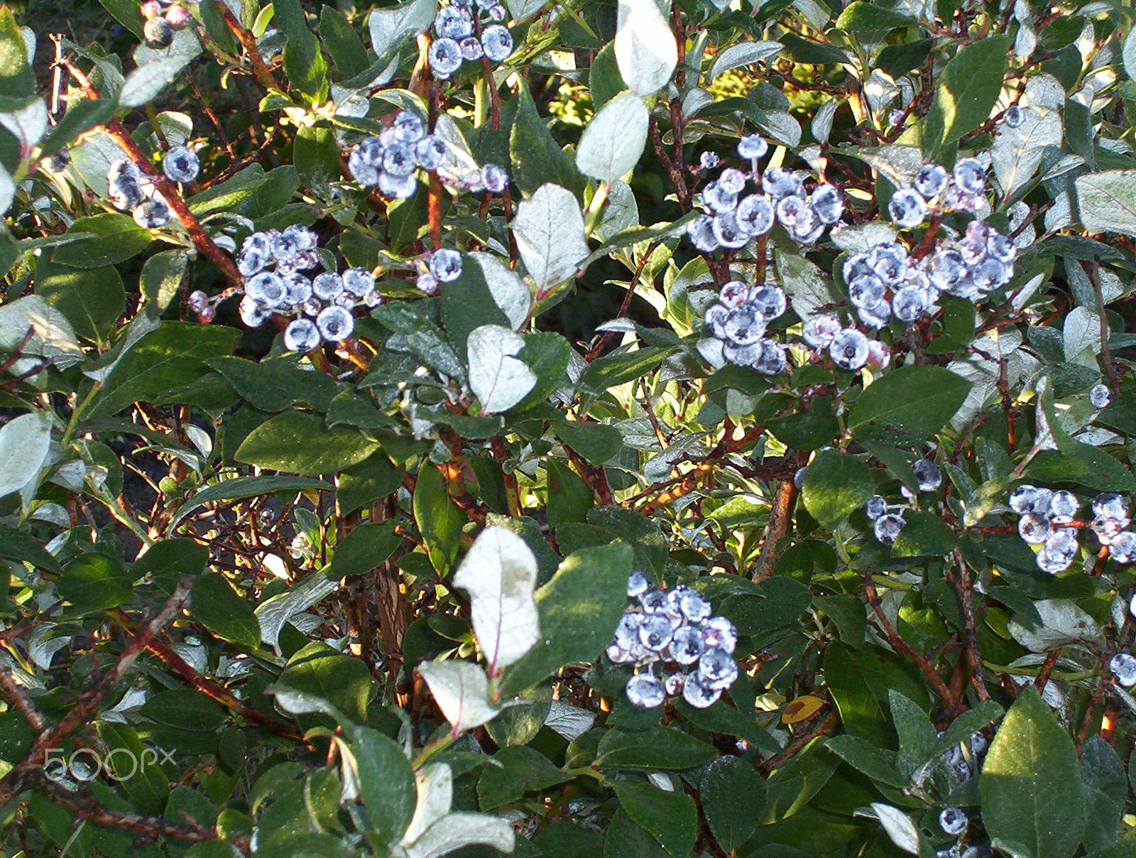 Kodak EASYSHARE CX6230 ZOOM DIGITAL CAMERA sample photo. Down on the farm --- volovlek farm that is. photography