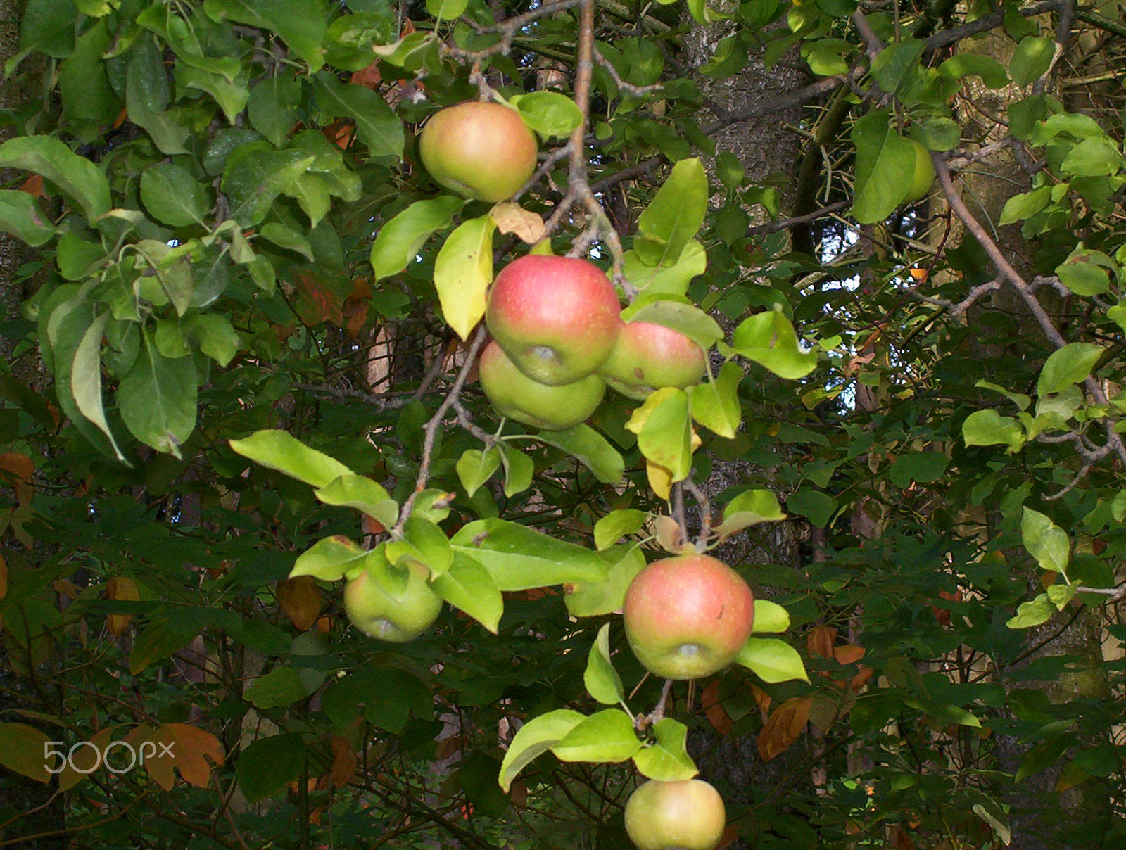 Kodak EASYSHARE CX6230 ZOOM DIGITAL CAMERA sample photo. Down on the farm --- volovlek farm that is. photography