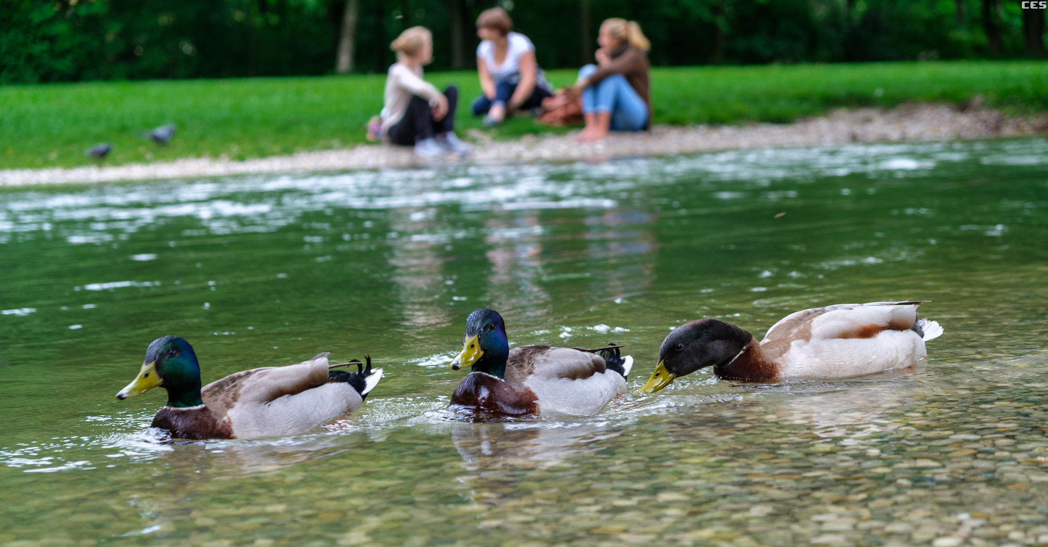 Fujifilm X-A2 + Fujifilm XF 18-55mm F2.8-4 R LM OIS sample photo. Three ducks photography