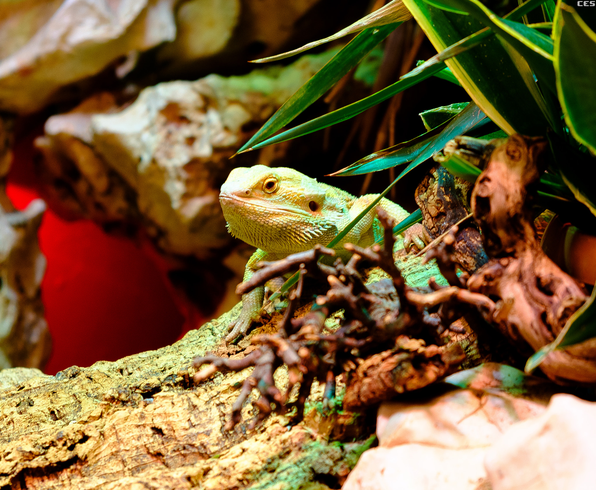 Fujifilm X-A2 + Fujifilm XF 18-55mm F2.8-4 R LM OIS sample photo. A lizard photography