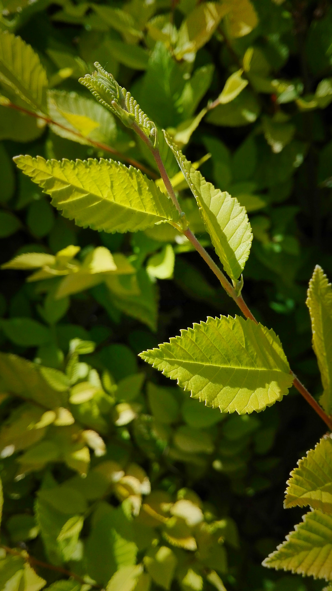 HUAWEI Che2-UL00 sample photo. Summer morning photography