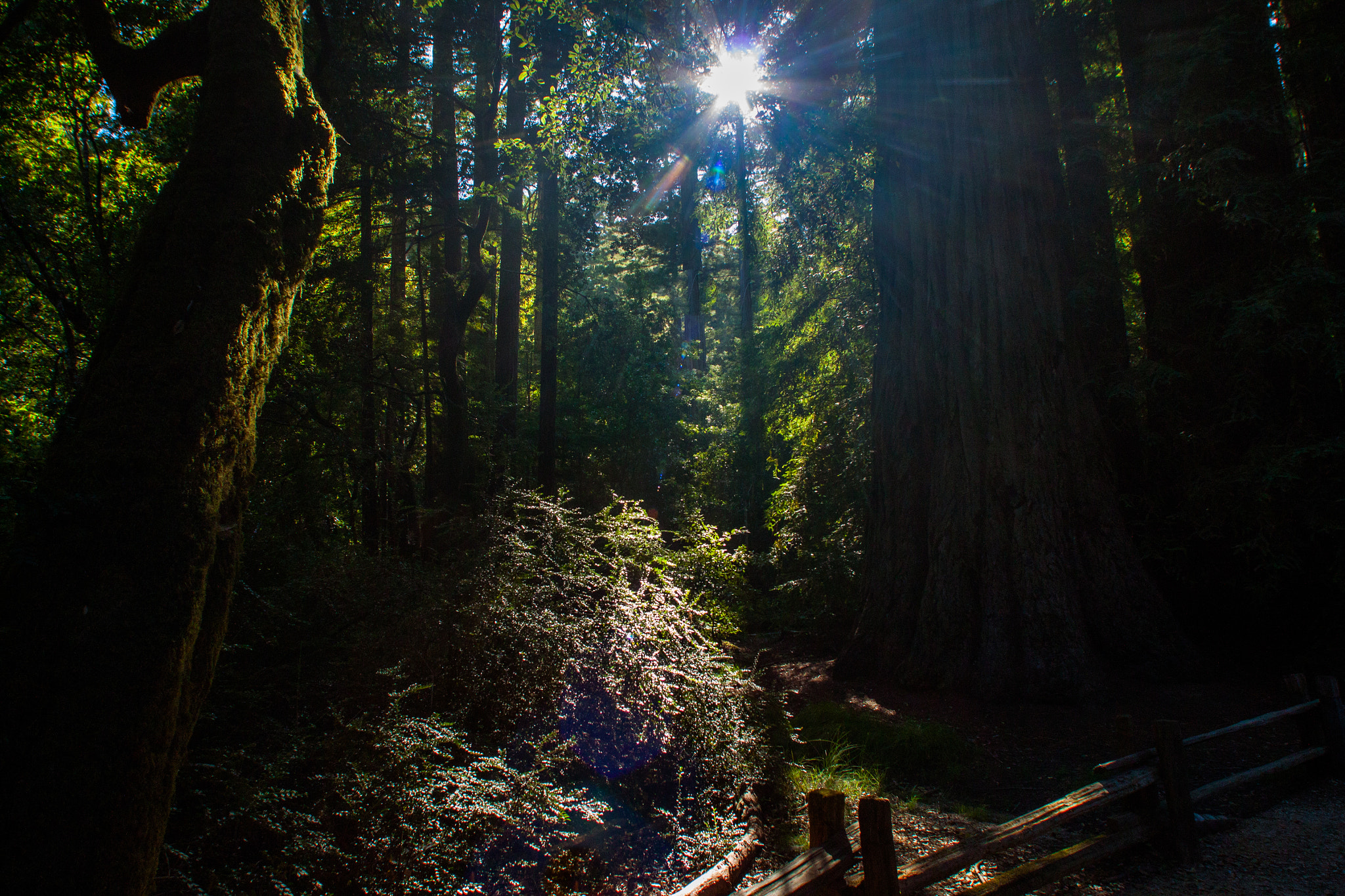 Canon EOS 500D (EOS Rebel T1i / EOS Kiss X3) + Canon EF 14mm F2.8L USM sample photo. Forest of giants photography