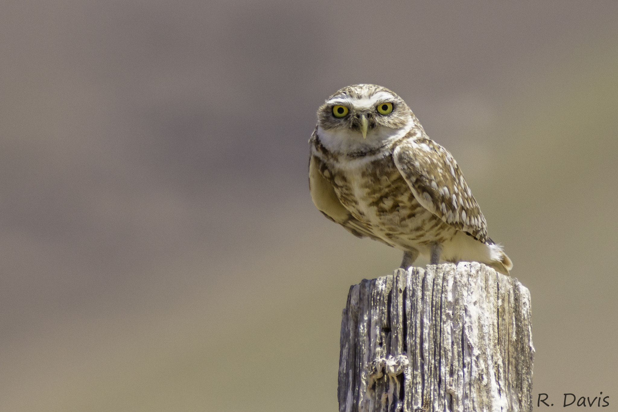 150-600mm F5-6.3 DG OS HSM | Contemporary 015 sample photo. Burrowing owl photography