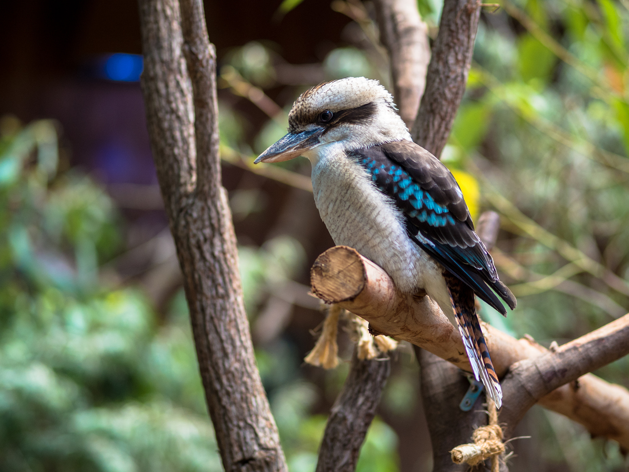 Olympus OM-D E-M5 II + Olympus M.Zuiko Digital ED 75mm F1.8 sample photo. Bird photography