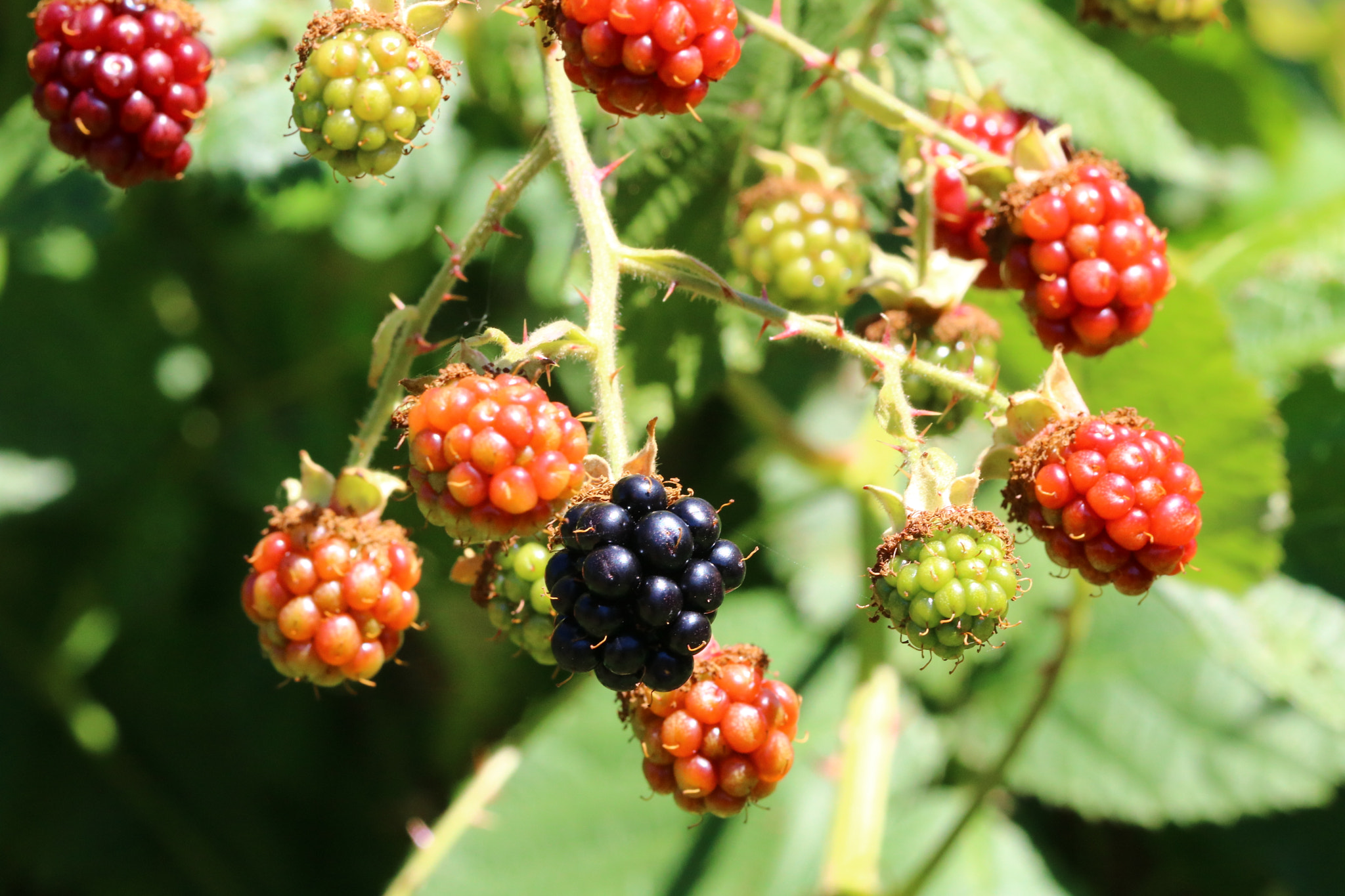 Canon EOS 760D (EOS Rebel T6s / EOS 8000D) sample photo. Rainbow of blackberries photography
