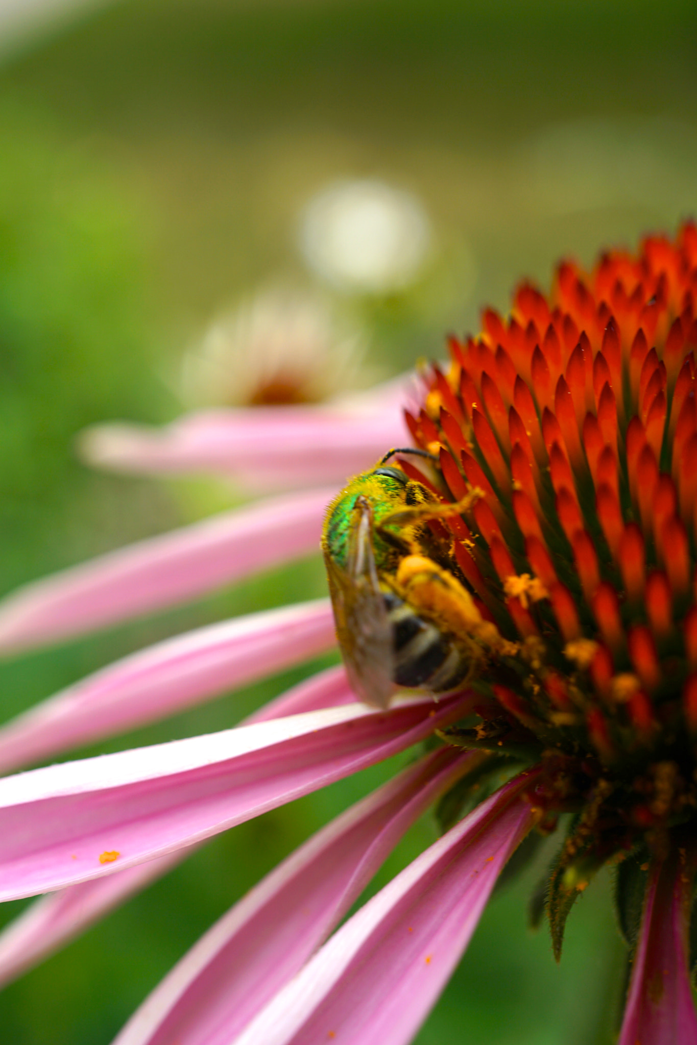 Sony a6000 + Sony E 30mm F3.5 sample photo. Bee on echinacea flower photography