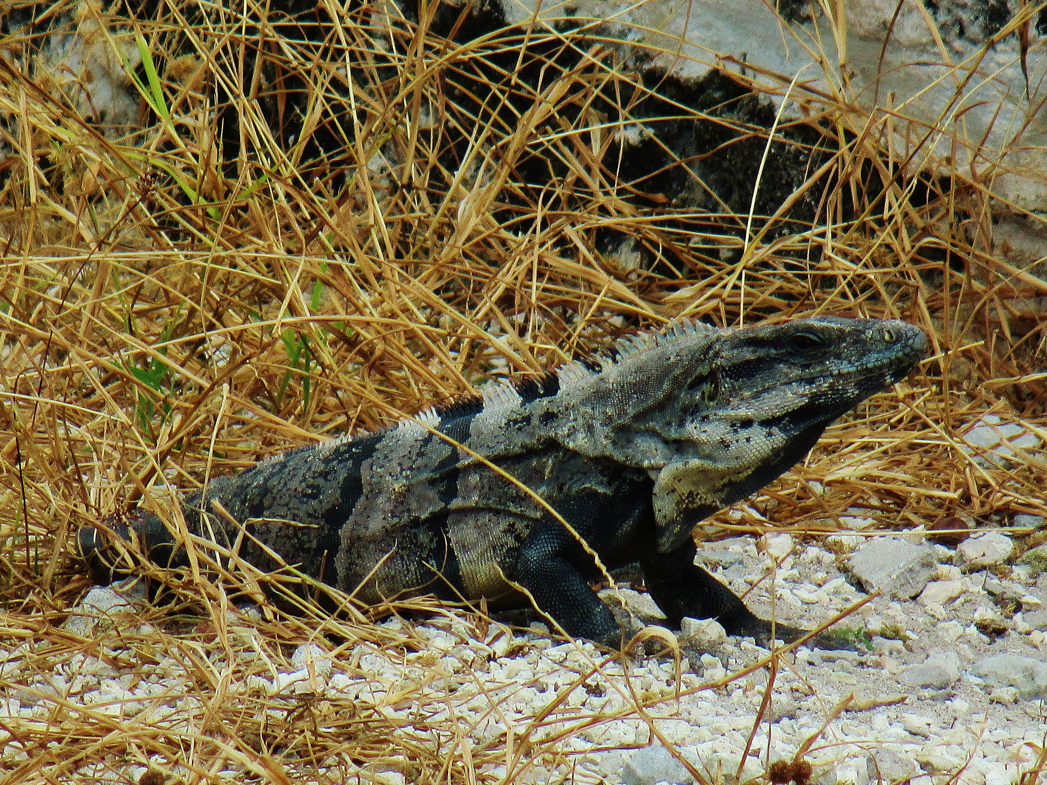 Canon PowerShot ELPH 140 IS (IXUS 150 / IXY 130) sample photo. Iguana photography