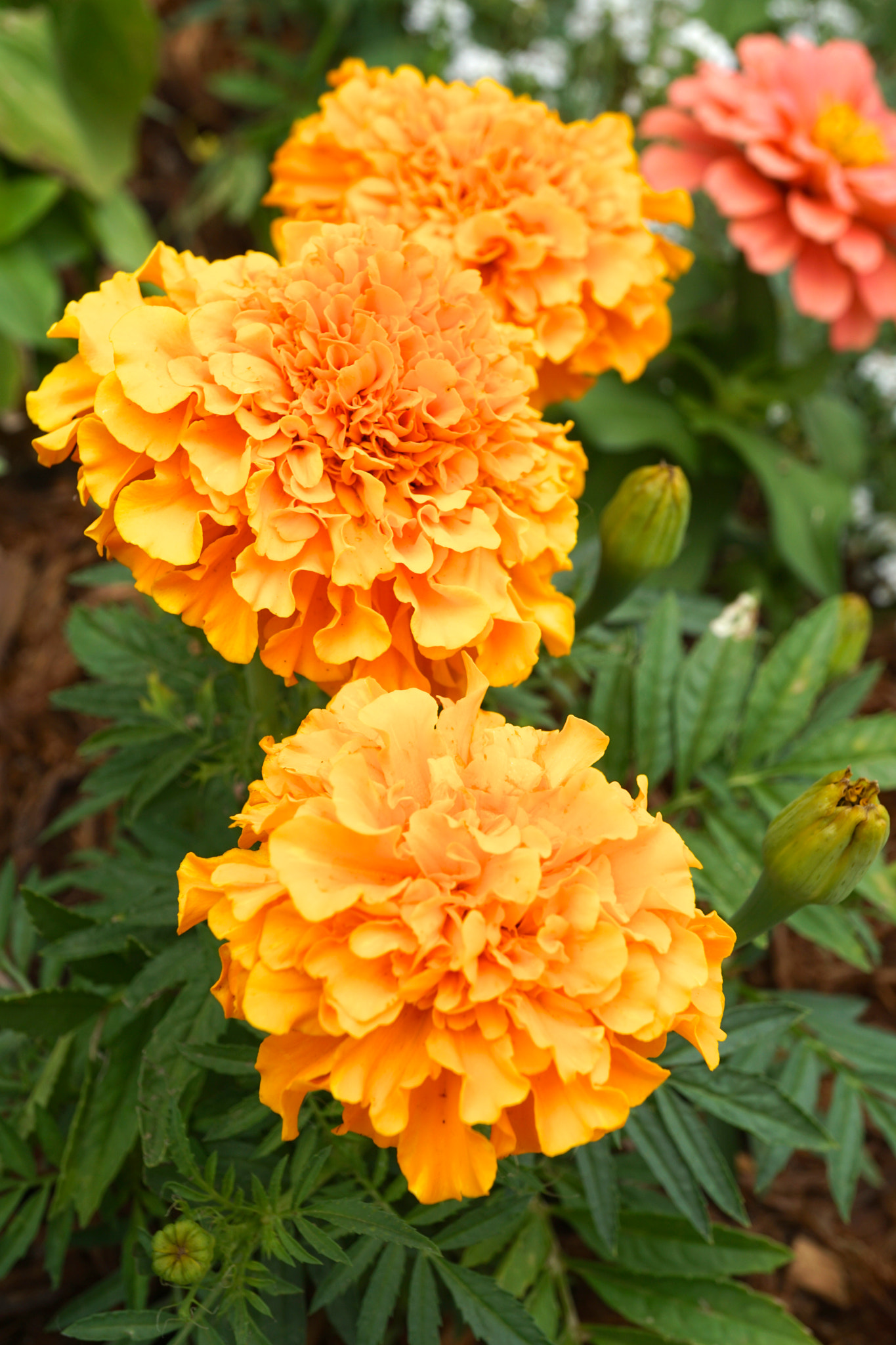 Sony a6000 + Sony E 30mm F3.5 sample photo. Aztec marigolds photography
