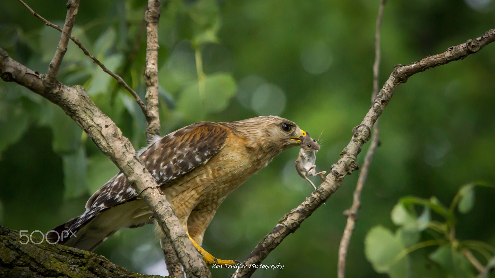 Sony a6000 + Tamron SP 150-600mm F5-6.3 Di VC USD sample photo. Home for dinner photography