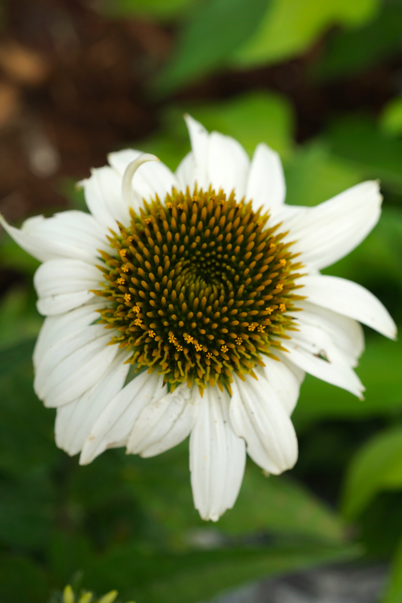 Sony a6000 + Sony E 30mm F3.5 sample photo. White echinacea photography