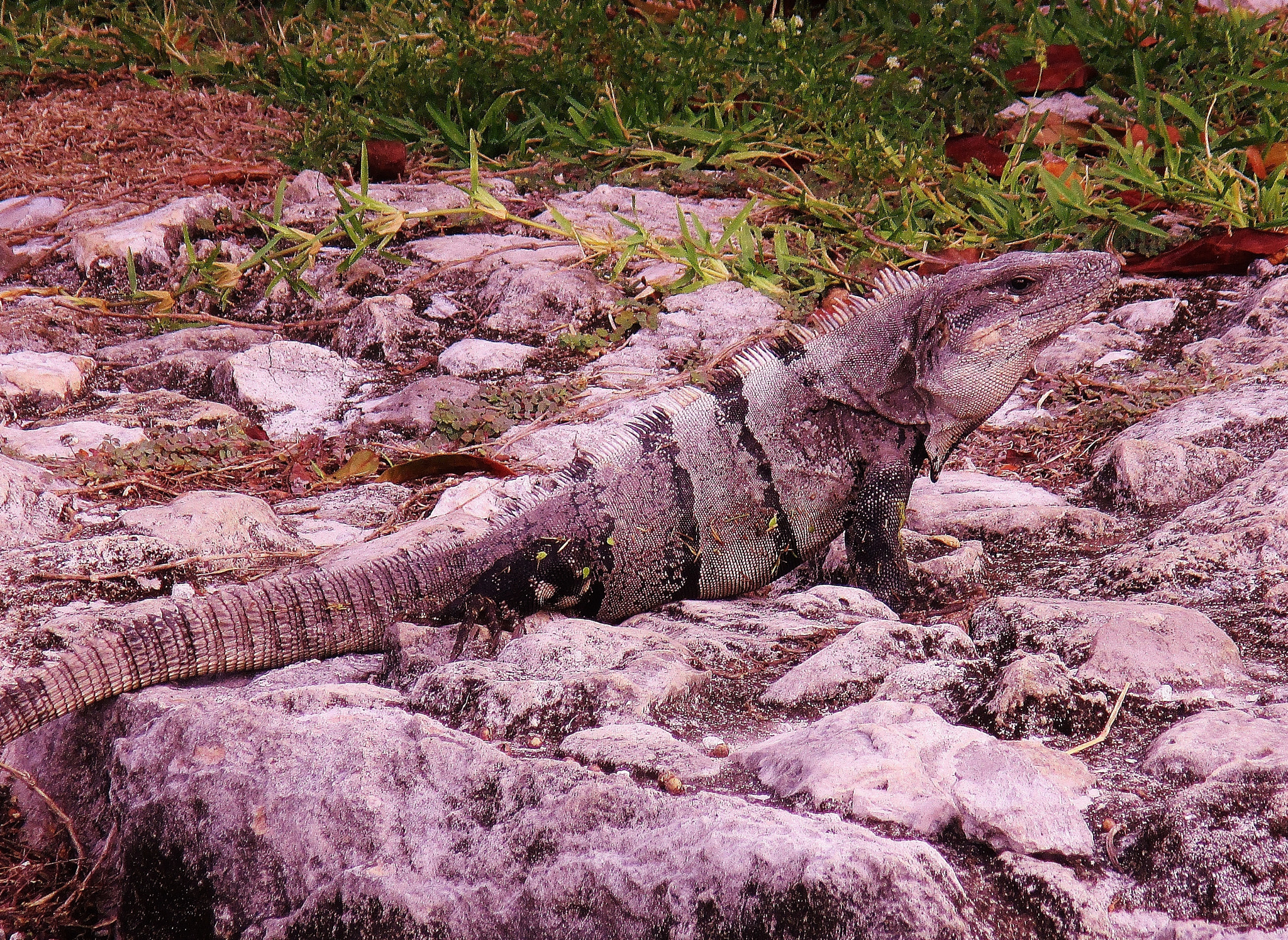 Canon PowerShot ELPH 140 IS (IXUS 150 / IXY 130) sample photo. Another iguana at the zona archeologica photography