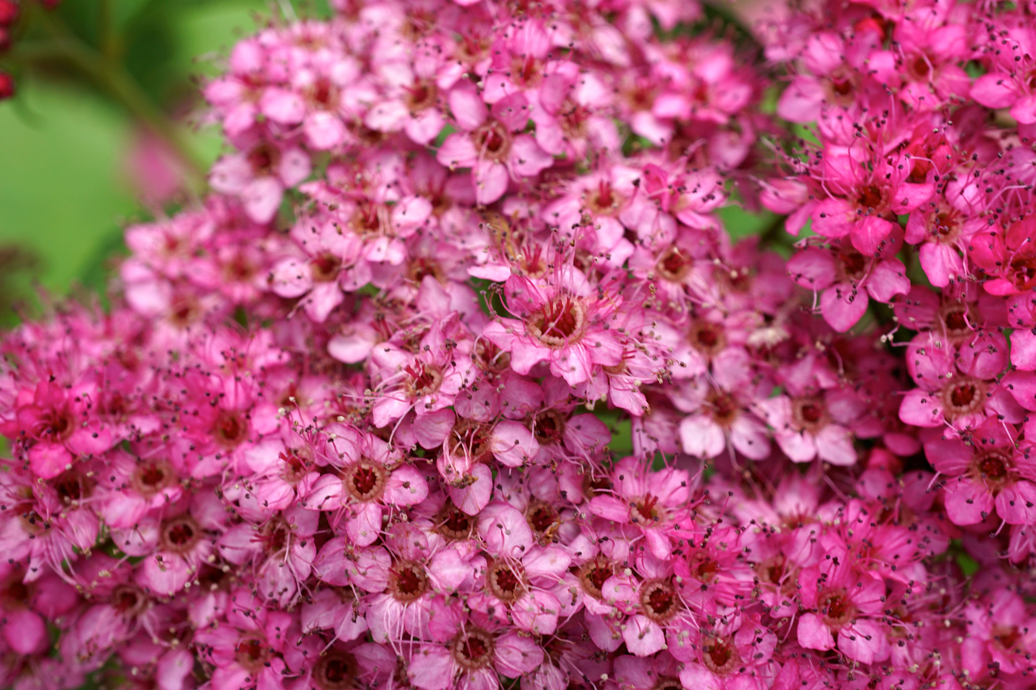 Sony a6000 + Sony E 30mm F3.5 sample photo. Spiraea alba photography