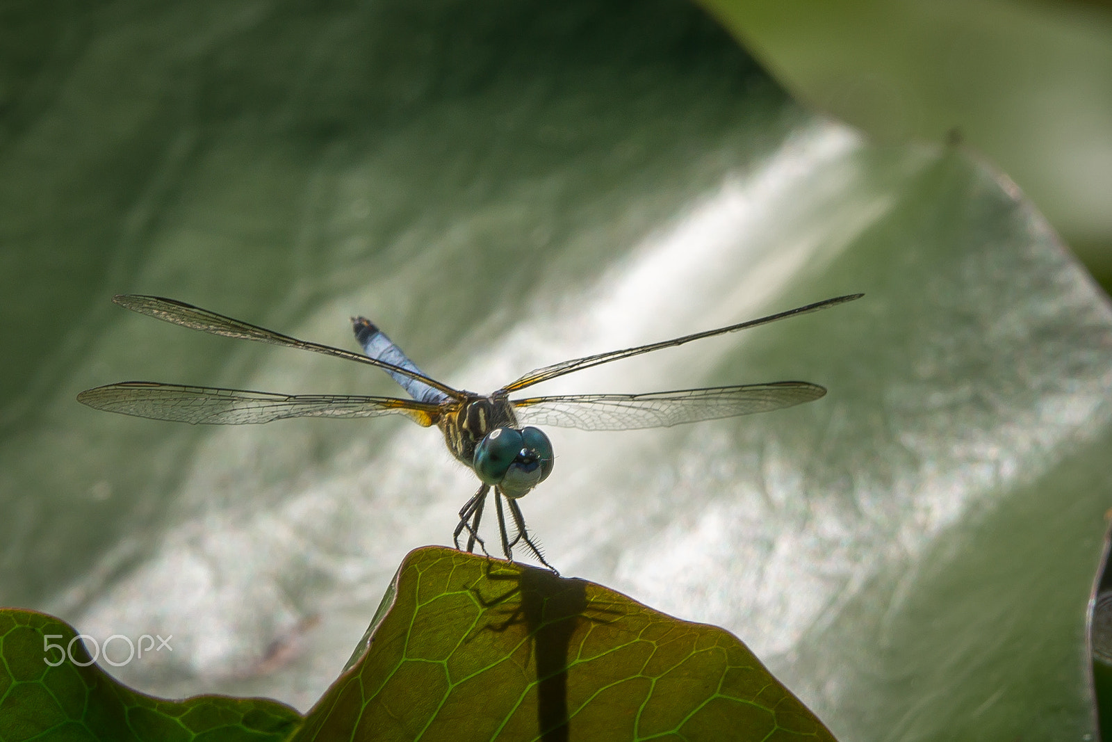 Sony a6000 + Tamron SP 150-600mm F5-6.3 Di VC USD sample photo. Summer dragonfly photography