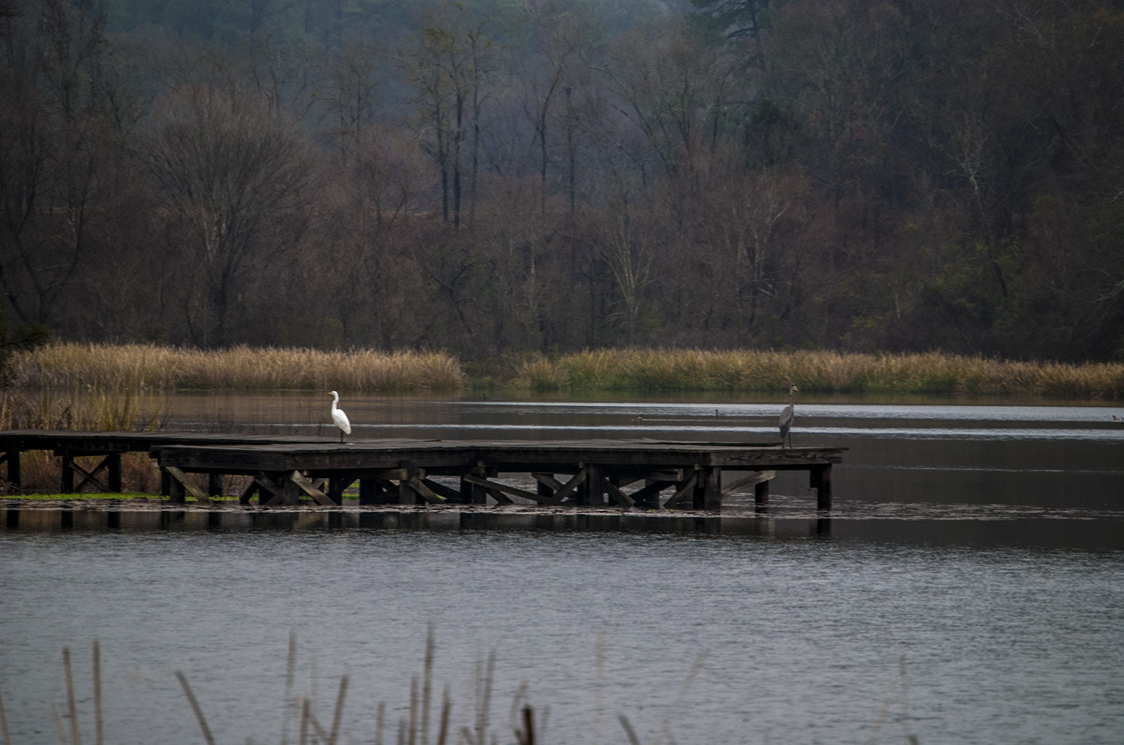Nikon D40X sample photo. Lake photography
