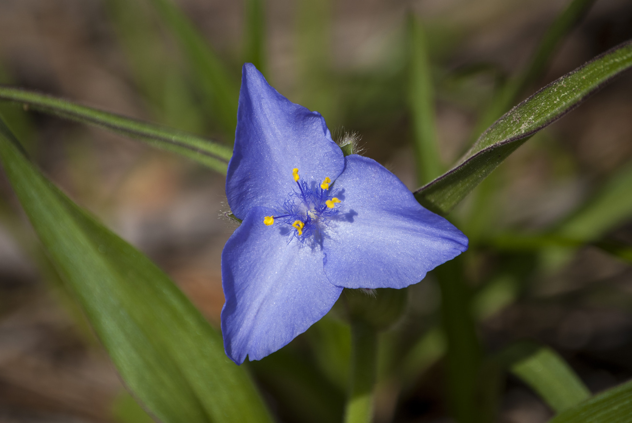 Nikon D40X sample photo. Wildflower photography