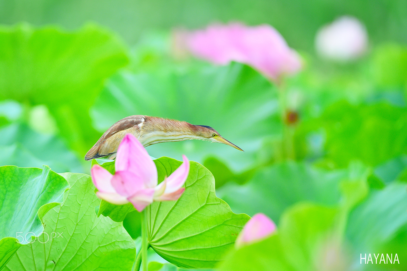 Sigma 150-600mm F5-6.3 DG OS HSM | S sample photo. Concentration. photography