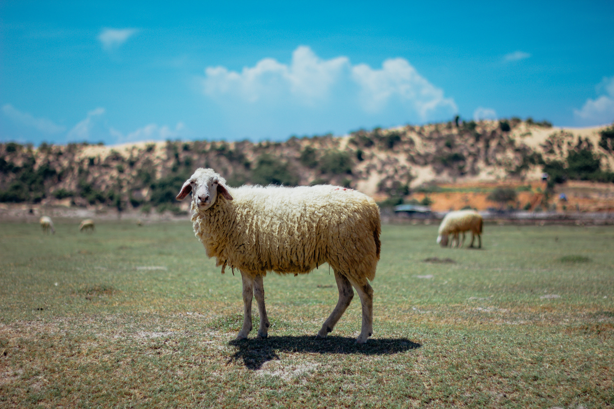 Canon EOS 550D (EOS Rebel T2i / EOS Kiss X4) + Canon EF 50mm F1.8 II sample photo. Sheep photography