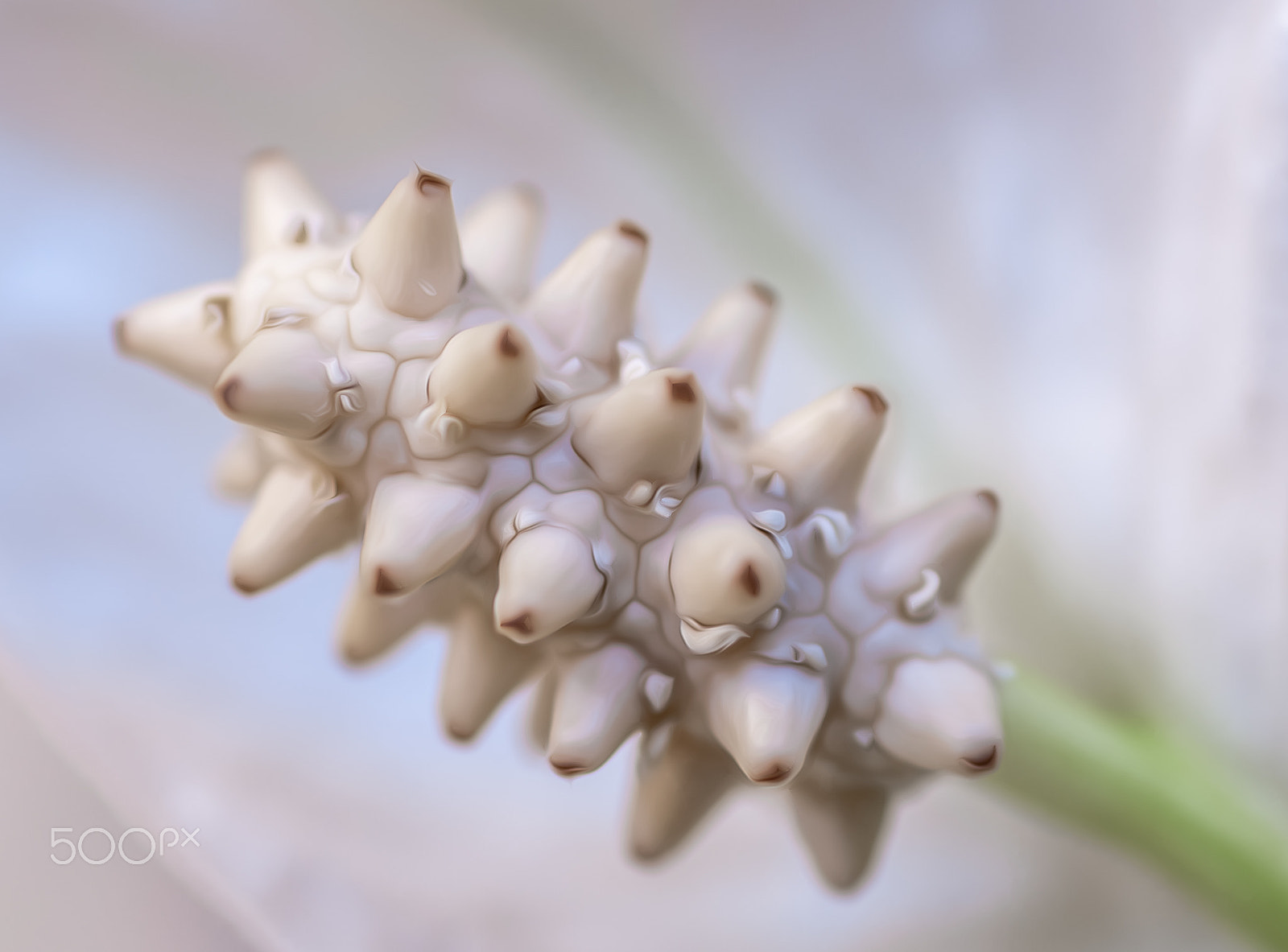 Tokina AT-X Pro 100mm F2.8 Macro sample photo. Alien photography