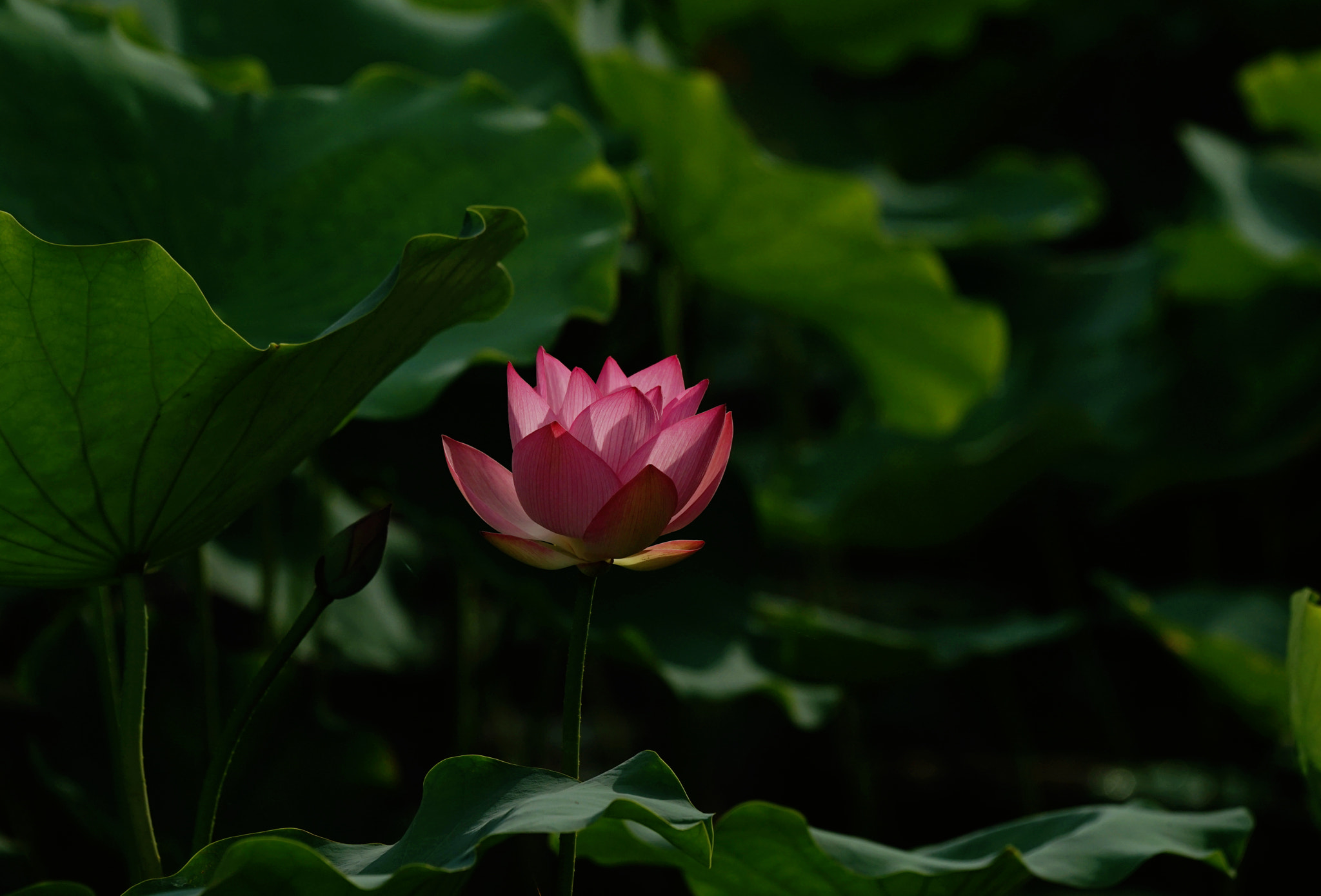 Sony a7 II + Sony 70-400mm F4-5.6 G SSM II sample photo. My favorite lotus photography