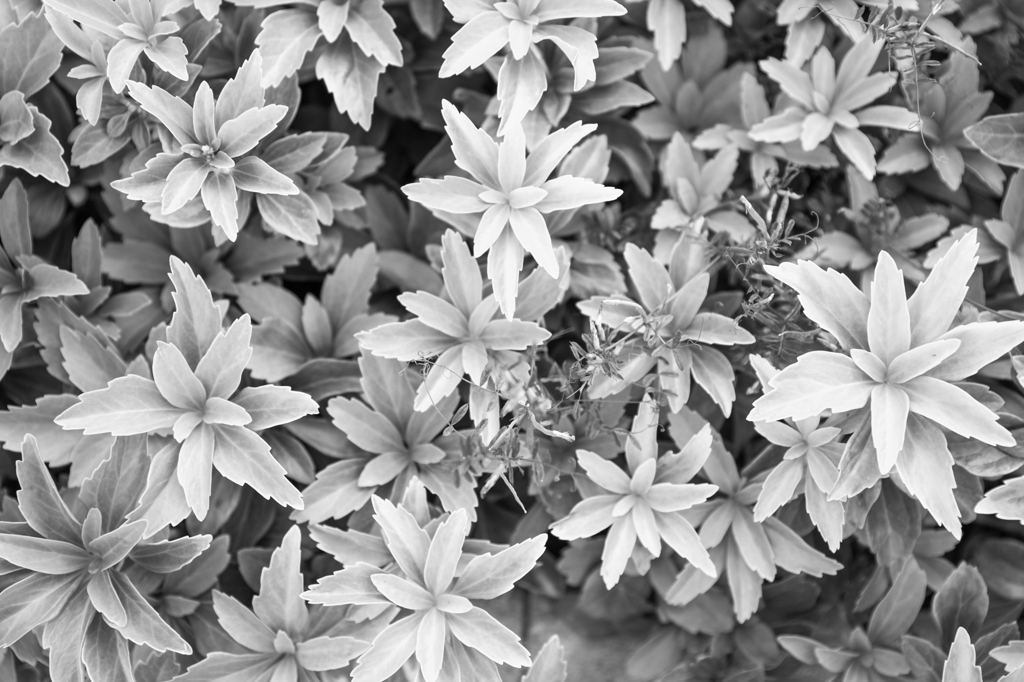 E 24-105mm F4 sample photo. Flowers or leaves.. photography