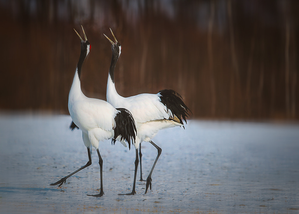 Canon EF 100-400mm F4.5-5.6L IS USM sample photo. Love song photography