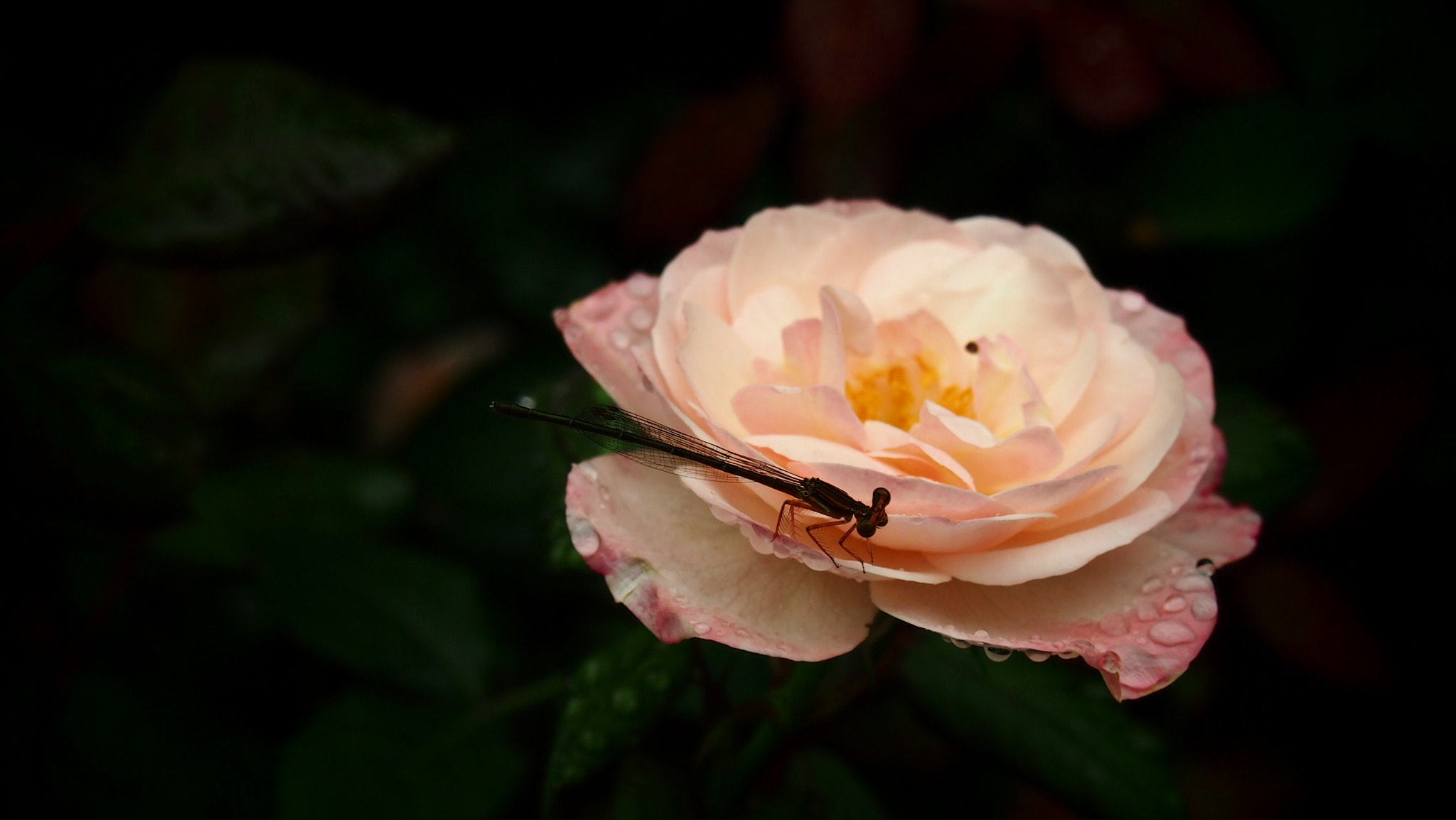 Olympus PEN E-P3 sample photo. One summer day near the west lake of hangzhou photography