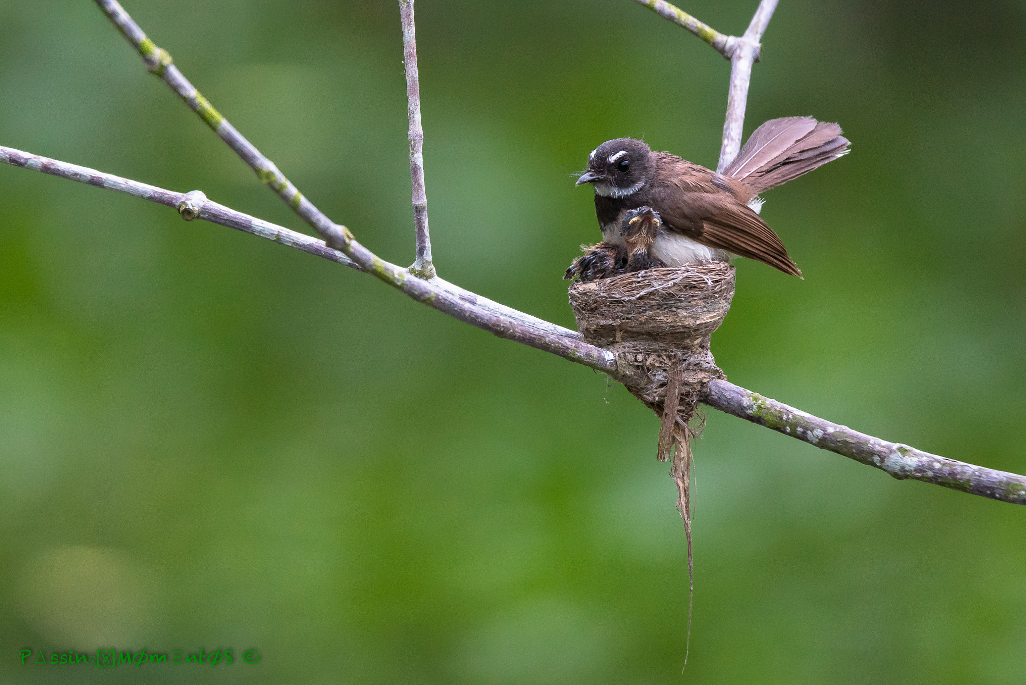 Sony a7R II + Tamron SP 150-600mm F5-6.3 Di VC USD sample photo. Pied fantail photography