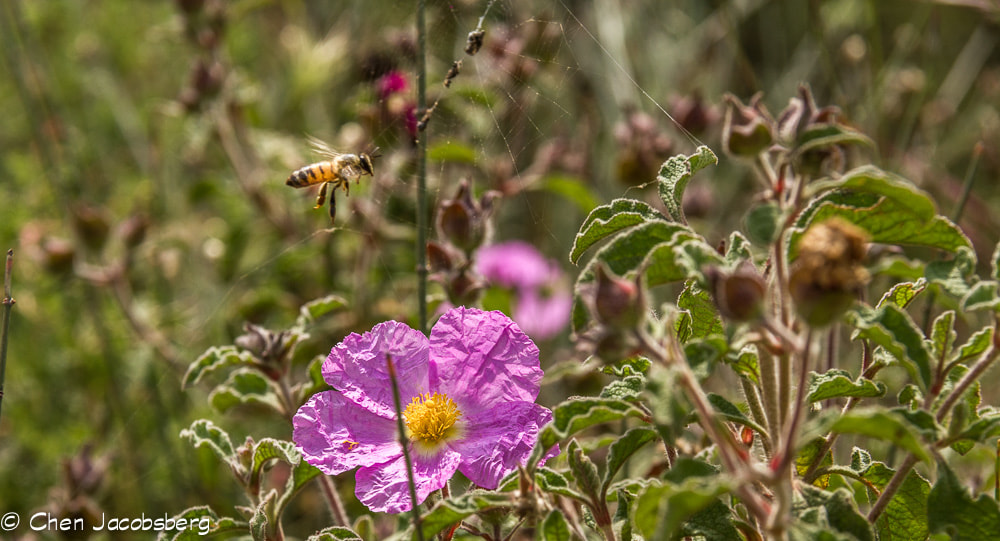Canon EOS 550D (EOS Rebel T2i / EOS Kiss X4) sample photo. Bee lunch photography
