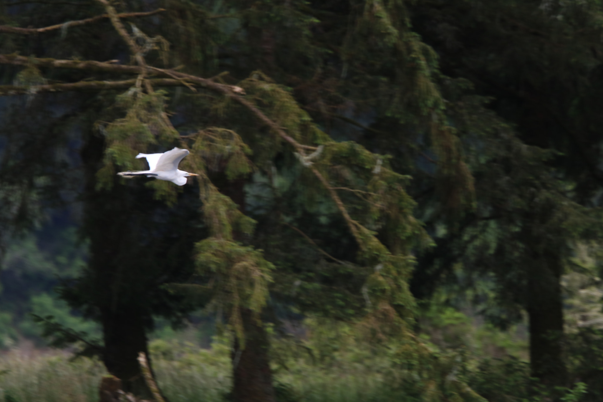 Canon EF 100-400mm F4.5-5.6L IS USM sample photo. Nesting sea bird in flight photography