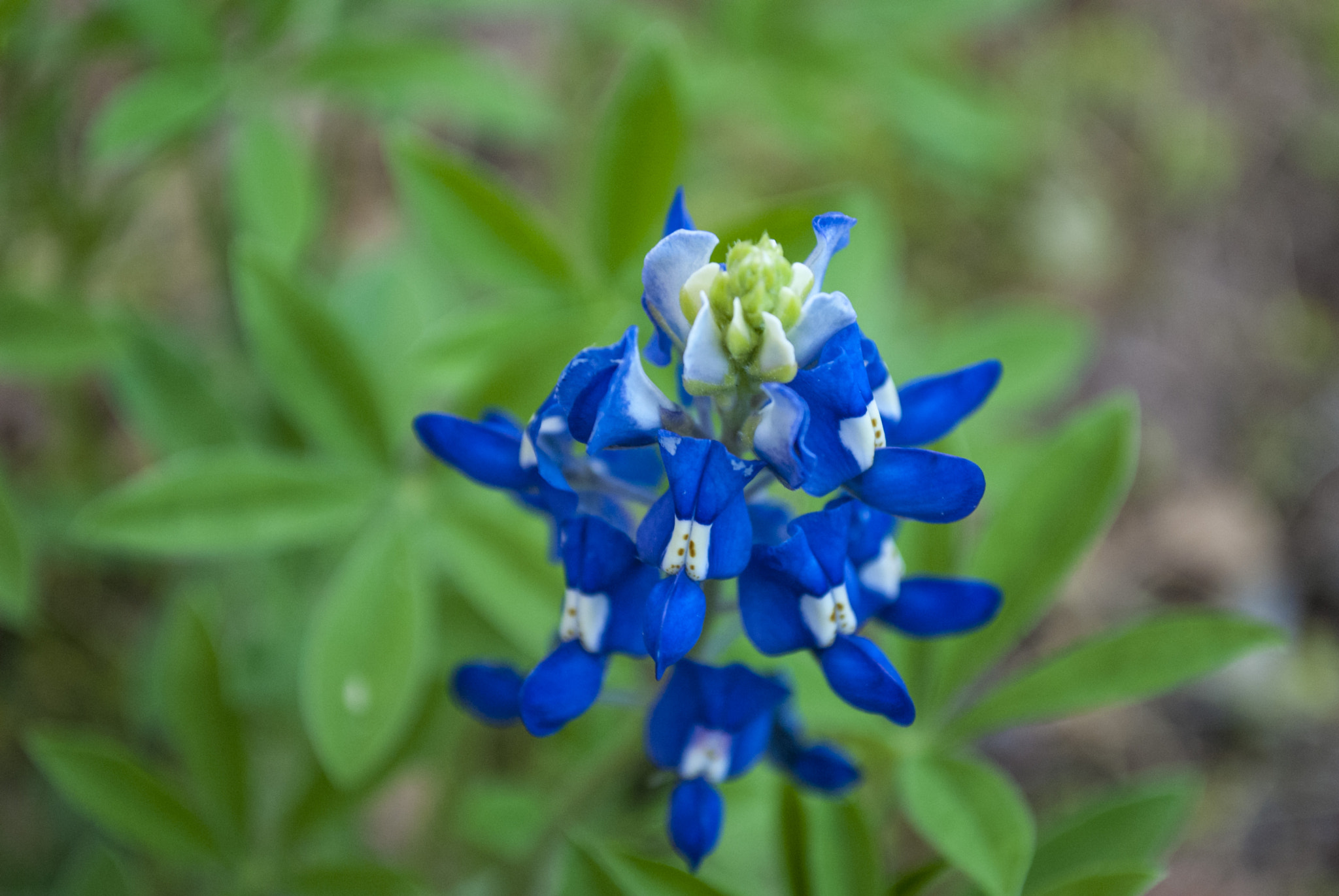 Nikon D40X sample photo. Bluebonnet photography