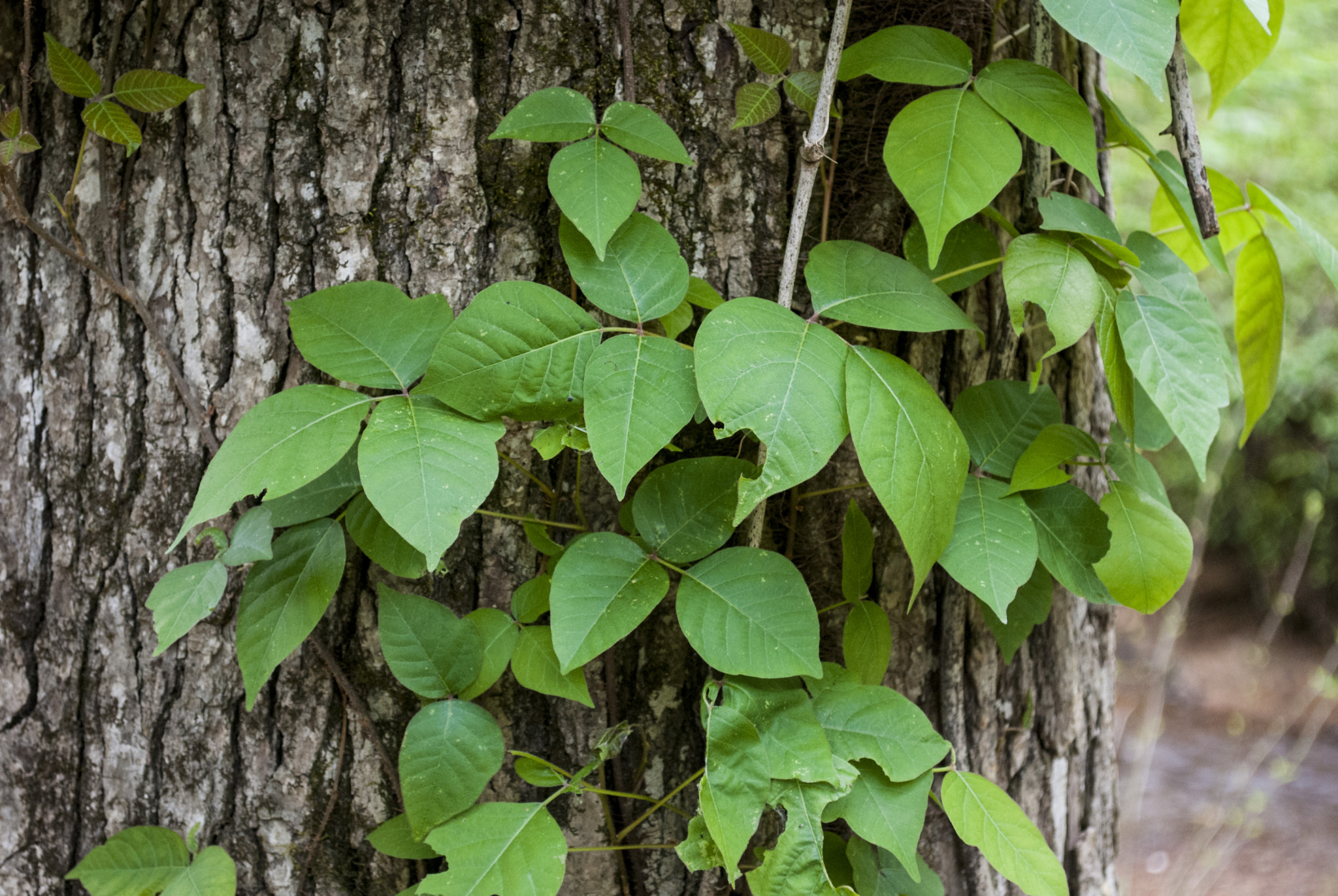 Nikon D40X sample photo. Don't touch photography