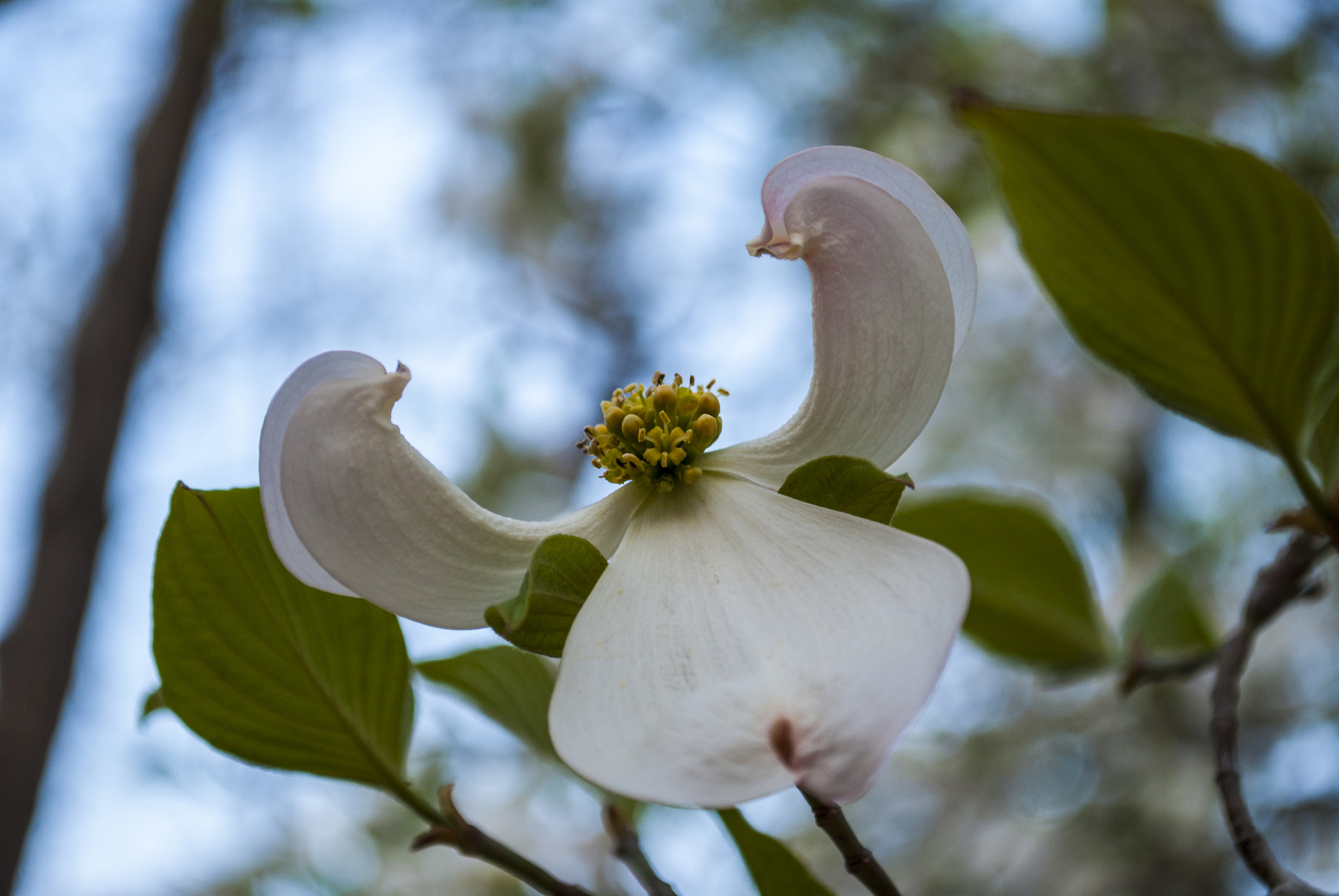 Nikon D40X sample photo. Angelic dogwood bloom photography