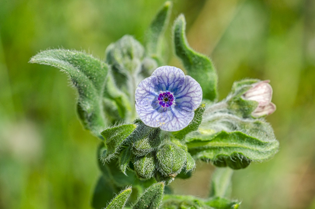 Sigma 150mm F2.8 EX DG OS Macro HSM sample photo. Flore photography