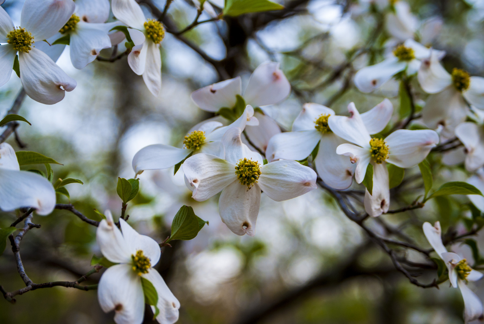 Nikon D40X sample photo. Dogwood blooms photography