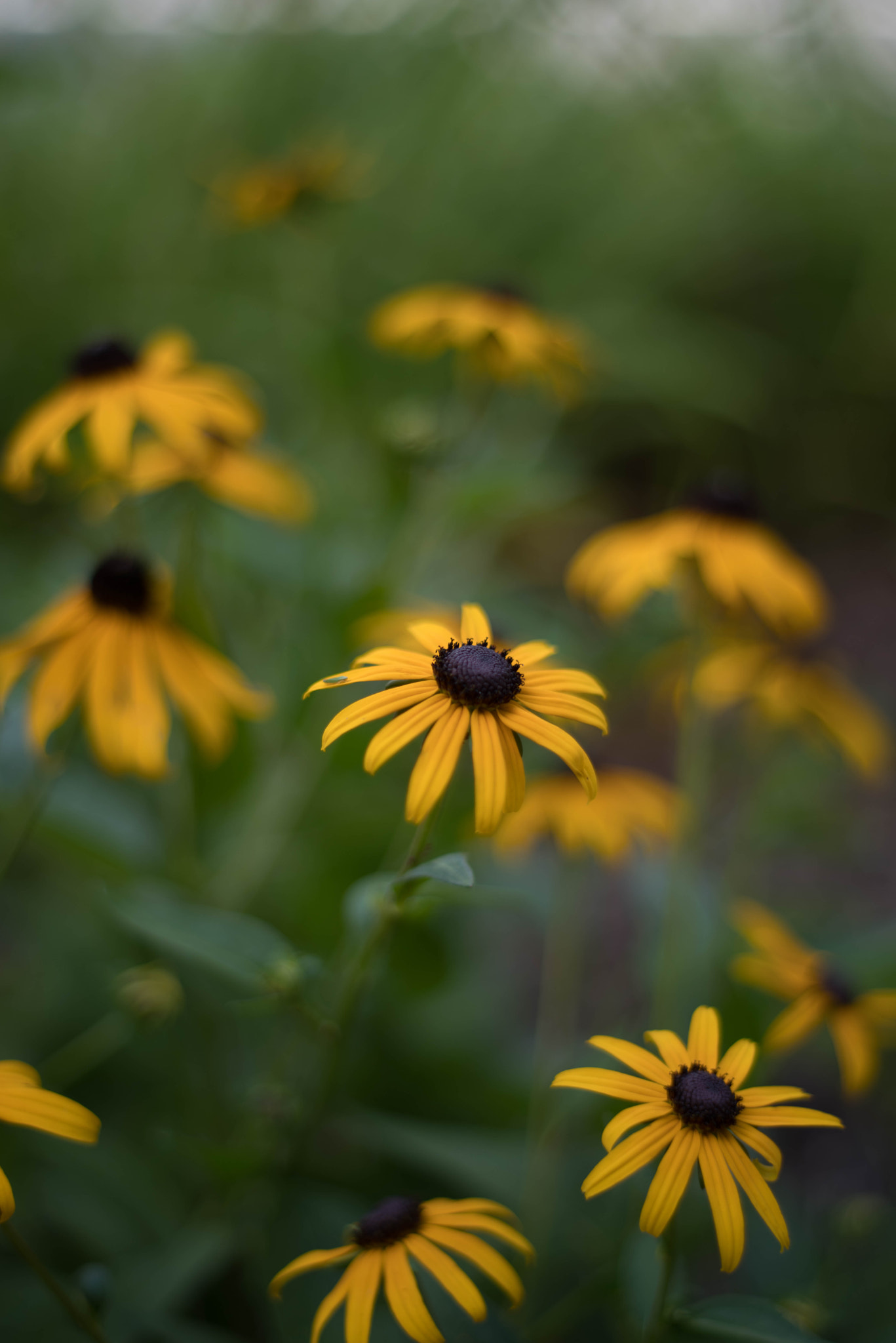 smc PENTAX-F 50mm F1.7 sample photo. Pentax k-1 photography