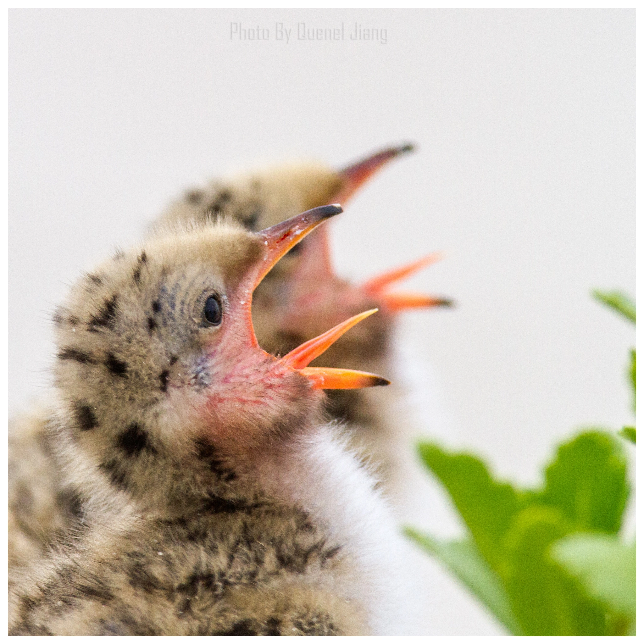 Canon EF 600mm F4L IS USM sample photo. Hungry! photography