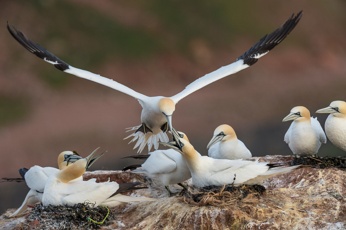Nikon D5 + Nikon AF-S Nikkor 500mm F4G ED VR sample photo. Basstölpel photography