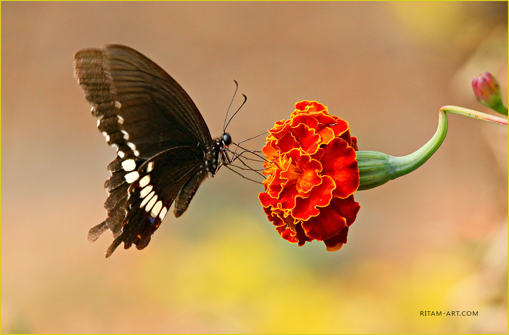 Canon EF 100-400mm F4.5-5.6L IS USM sample photo. Dance over flower - papilio polytes butterfly photography