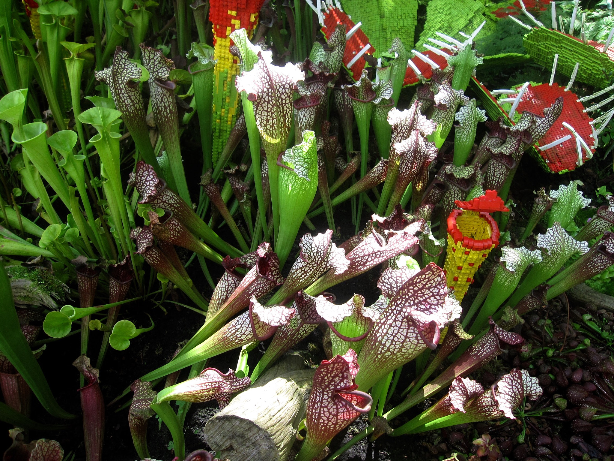 Canon PowerShot SD880 IS (Digital IXUS 870 IS / IXY Digital 920 IS) sample photo. The heliamphora 瓶子草 photography