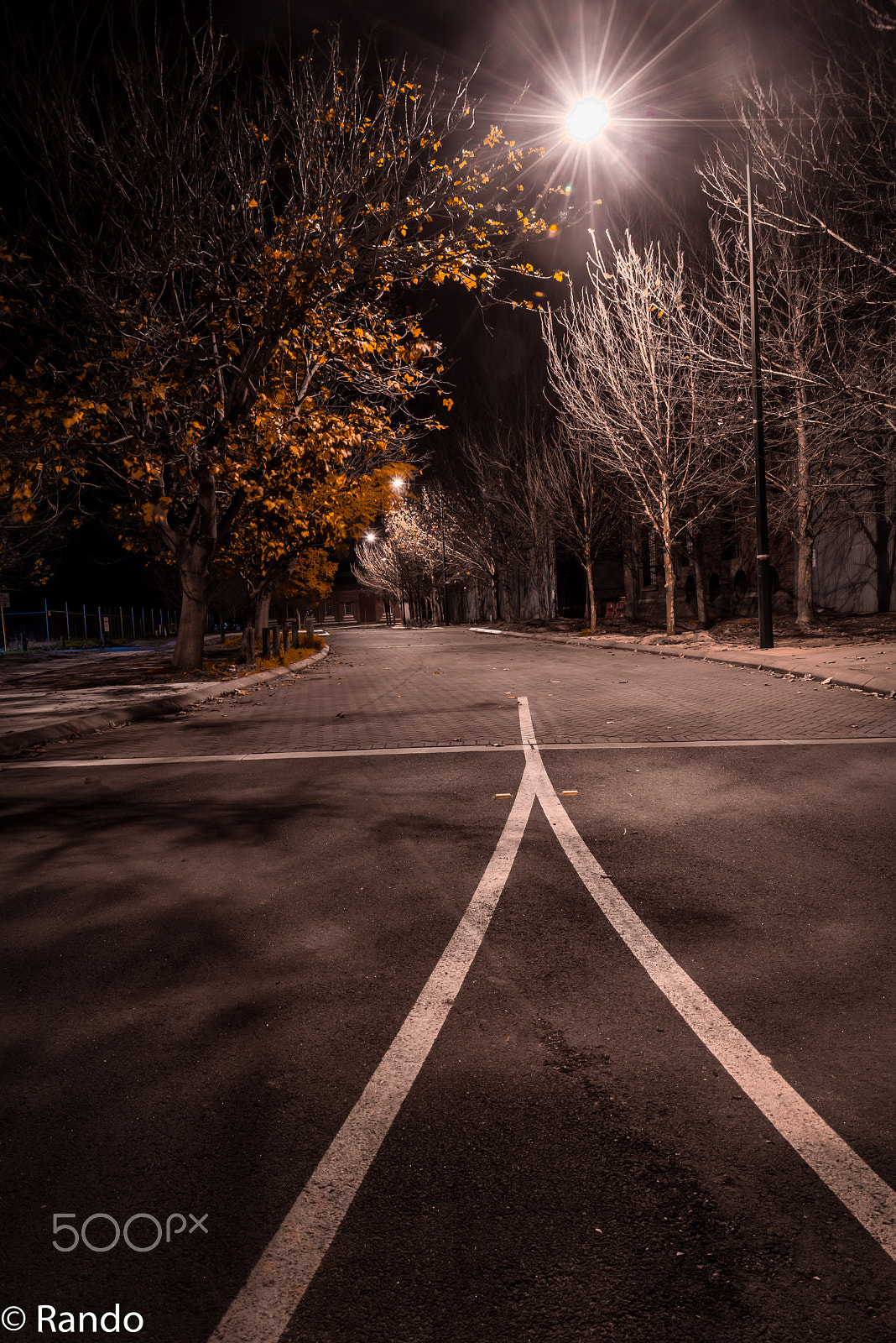 Nikon AF Nikkor 24-85mm F2.8-4D IF sample photo. Light on tree photography