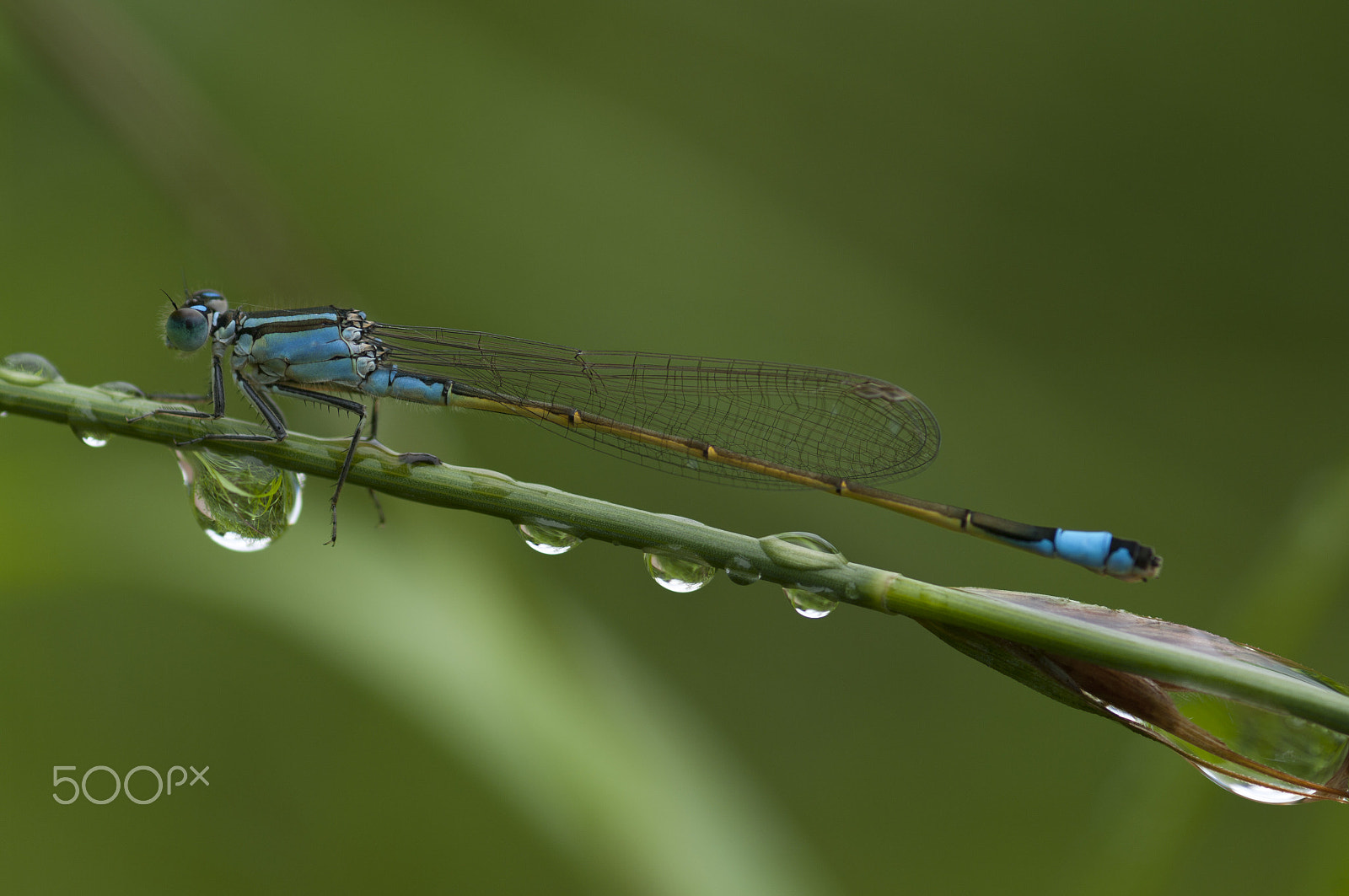 Pentax K20D + smc PENTAX-FA Macro 100mm F2.8 sample photo. Dragonfly photography