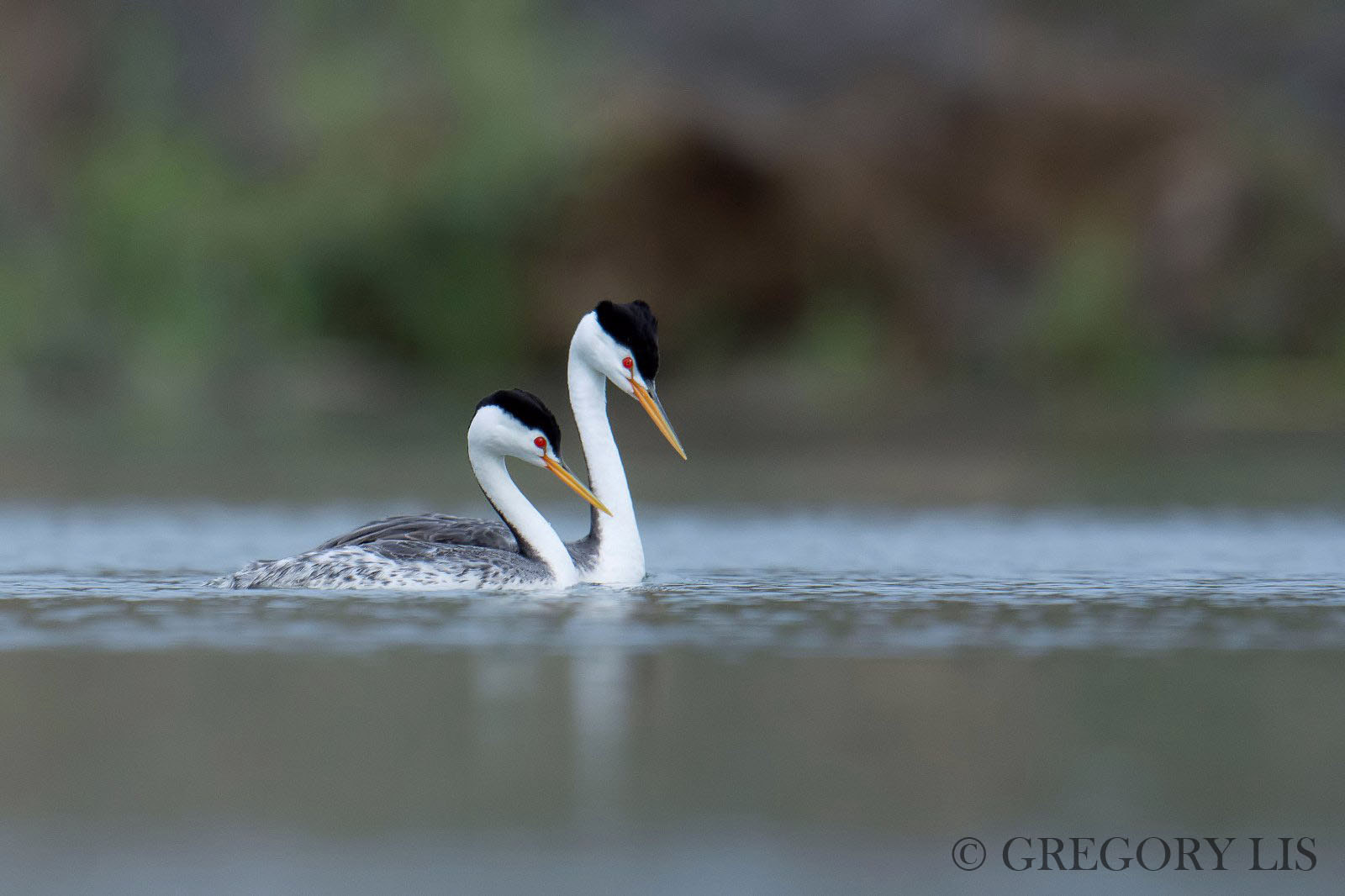 Nikon D7200 + Nikon AF-S Nikkor 500mm F4G ED VR sample photo. Clark's grebe photography