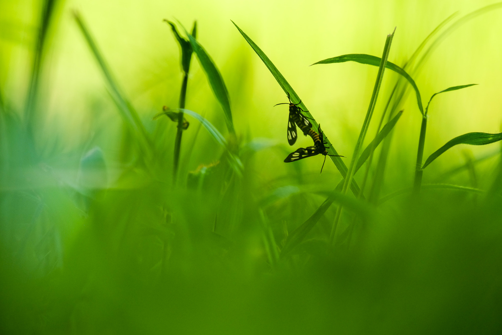 Fujifilm X-M1 + Fujifilm XC 50-230mm F4.5-6.7 OIS II sample photo. Wonder nature photography