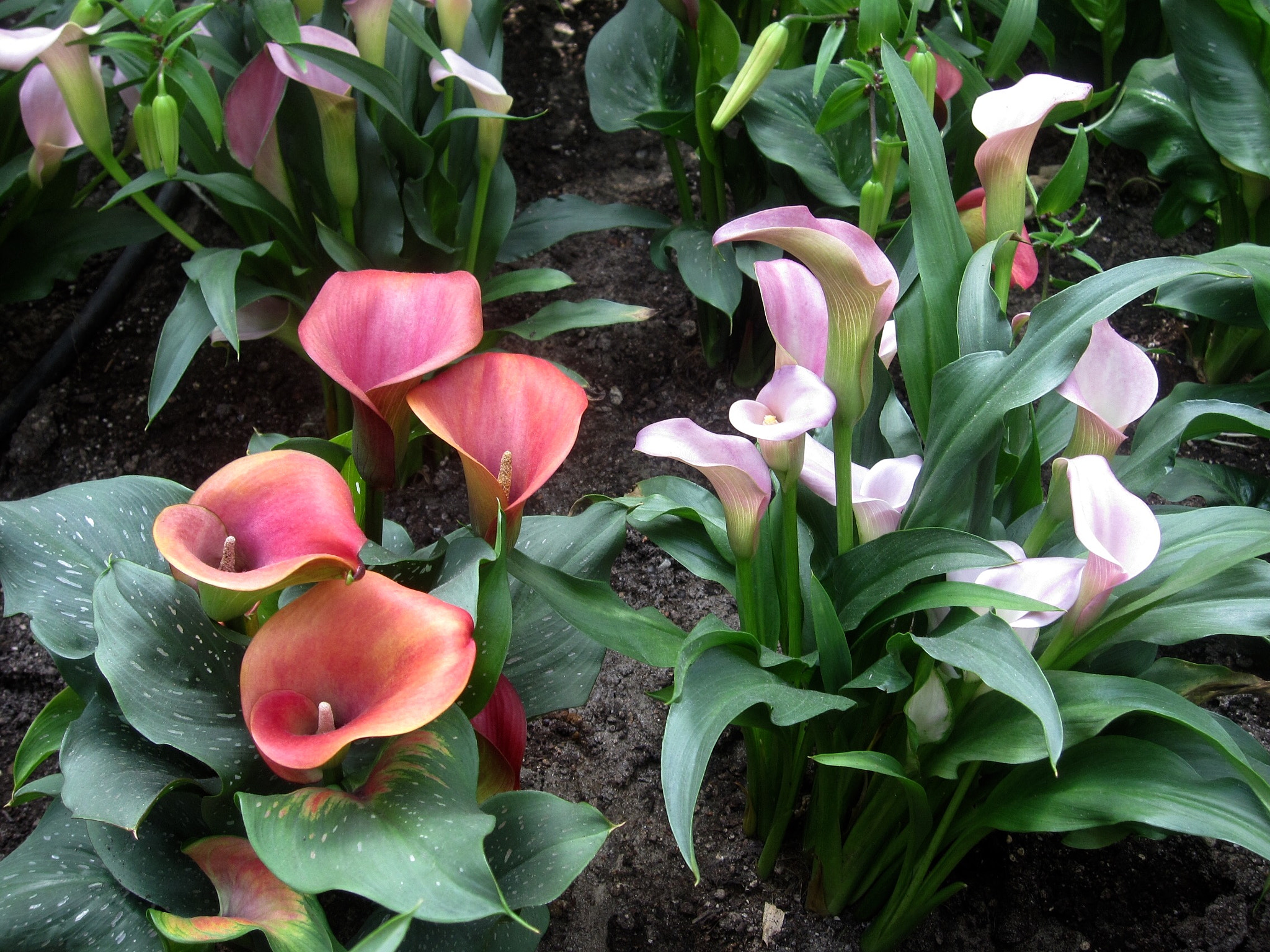 Canon PowerShot SD880 IS (Digital IXUS 870 IS / IXY Digital 920 IS) sample photo. The calla lilies 马蹄莲 photography