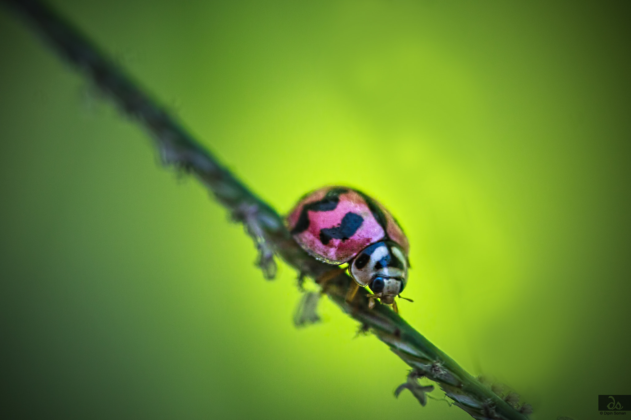 Sigma 105mm F2.8 EX DG OS HSM sample photo. Ladybird photography