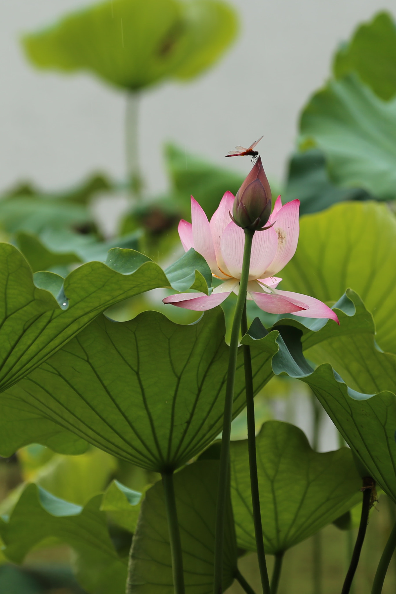 Canon EF 70-200mm F2.8L IS II USM sample photo. 曲苑风荷 photography