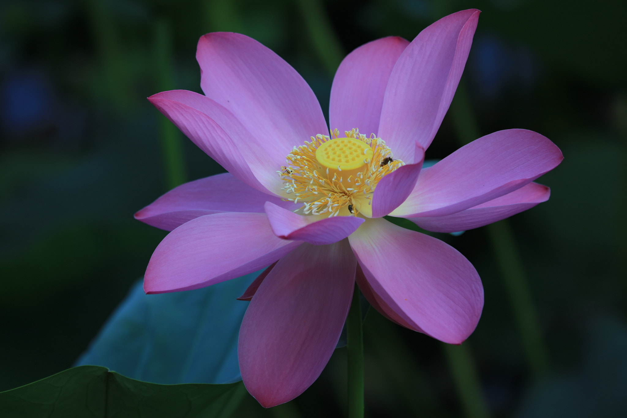 Canon EF 100-400mm F4.5-5.6L IS USM sample photo