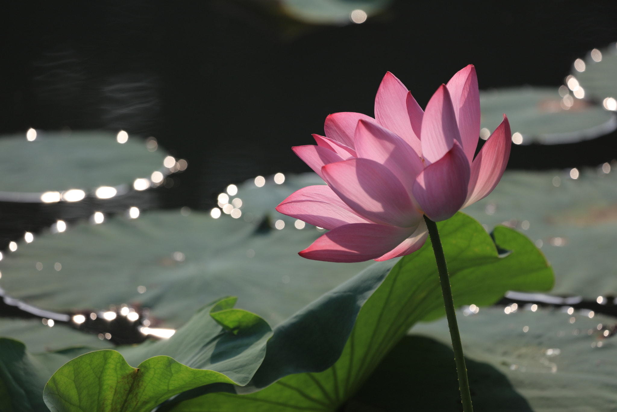 Canon EF 100-400mm F4.5-5.6L IS USM sample photo
