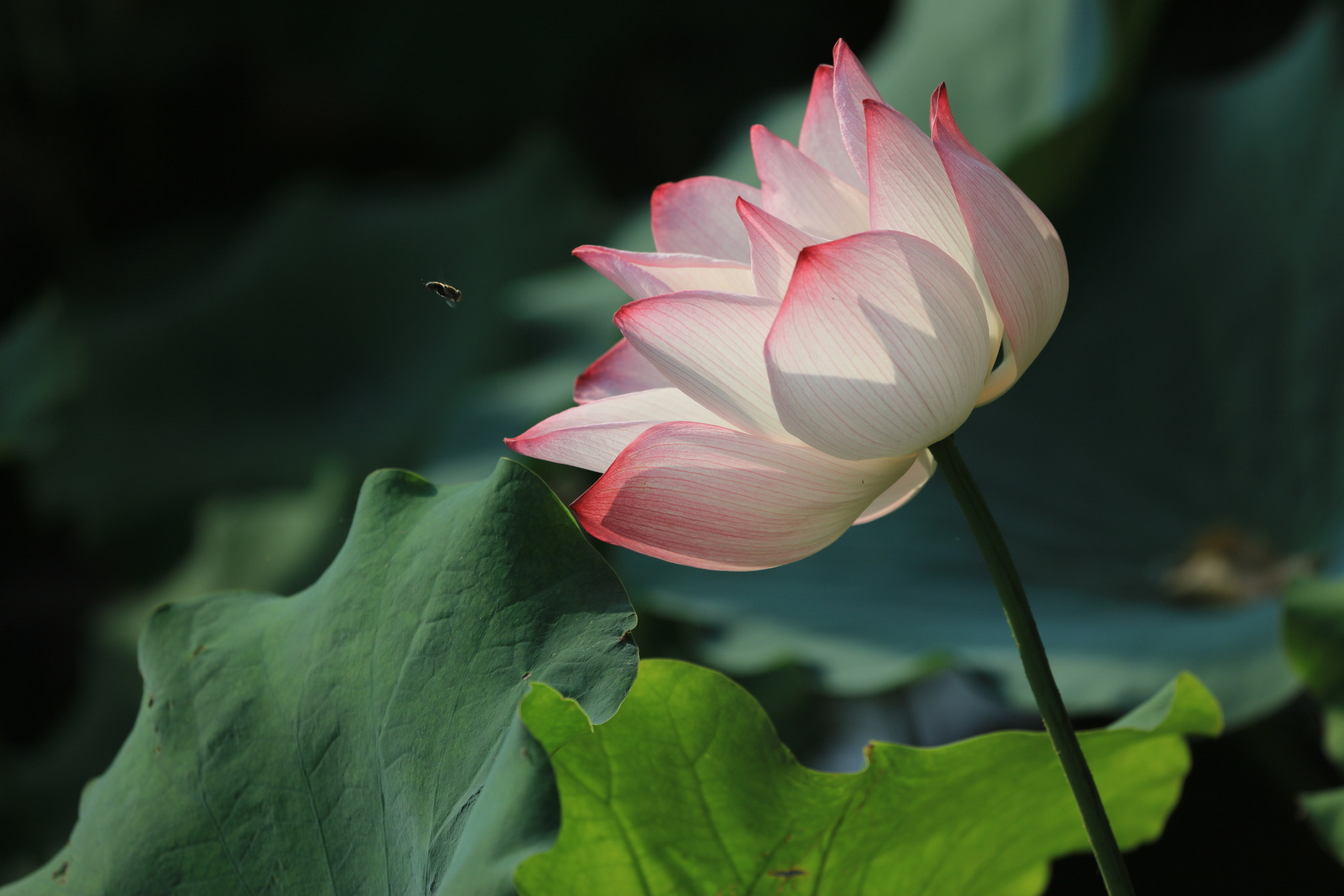 Canon EF 100-400mm F4.5-5.6L IS USM sample photo
