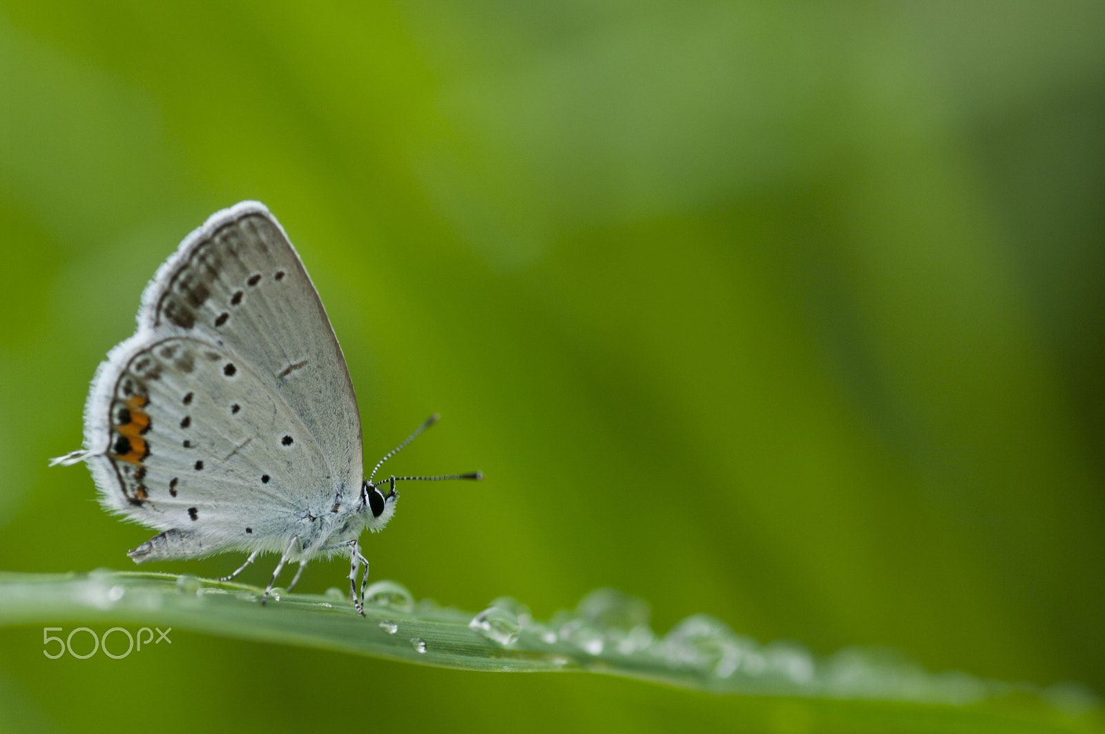 Pentax K20D + smc PENTAX-FA Macro 100mm F2.8 sample photo. Beautiful butterfly photography